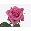 Rosa Gr Kiss Me Kate