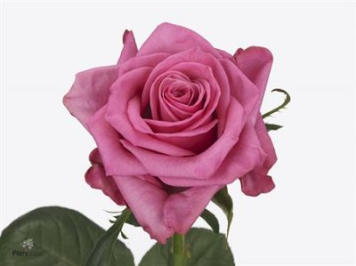 Rosa Gr Kiss Me Kate