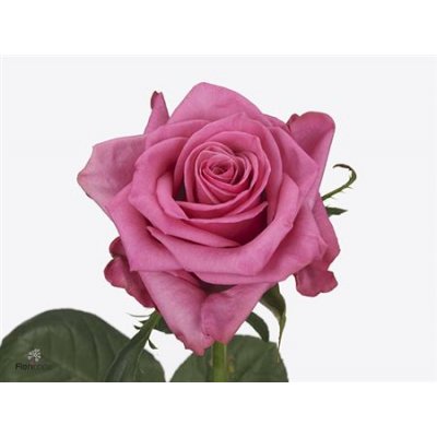 Rosa Gr Kiss Me Kate