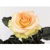 Rosa Gr Kiwi