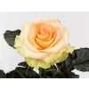 Rosa Gr Kiwi