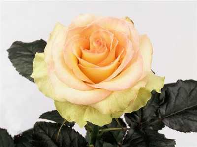 Rosa Gr Kiwi