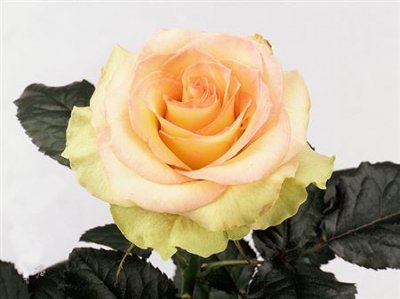 Rosa Gr Kiwi