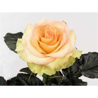 Rosa Gr Kiwi