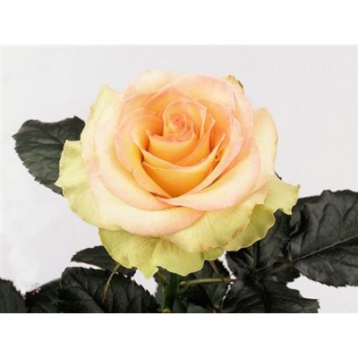 Rosa Gr Kiwi
