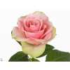 Rosa Gr La Belle