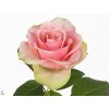 Rosa Gr La Belle