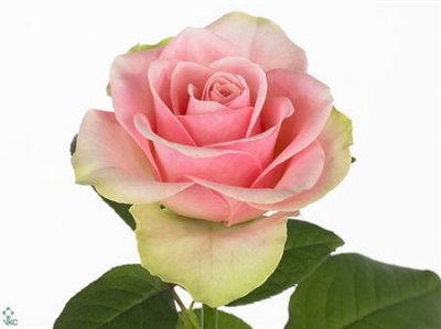 Rosa Gr La Belle