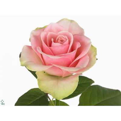 Rosa Gr La Belle