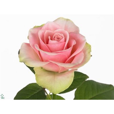Rosa Gr La Belle