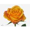 Rosa Gr Lady Butterfly