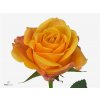 Rosa Gr Lady Butterfly