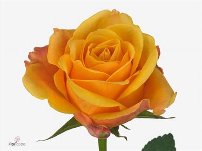 Rosa Gr Lady Butterfly