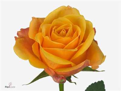 Rosa Gr Lady Butterfly