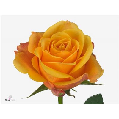 Rosa Gr Lady Butterfly