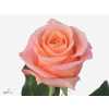 Rosa Gr Lady Margareth