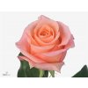 Rosa Gr Lady Margareth