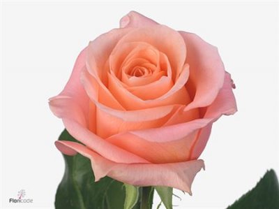 Rosa Gr Lady Margareth