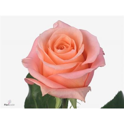 Rosa Gr Lady Margareth