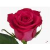Rosa Gr Layla