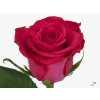 Rosa Gr Layla