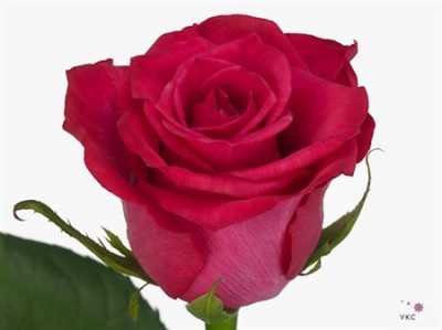 Rosa Gr Layla