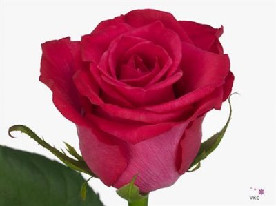 Rosa Gr Layla