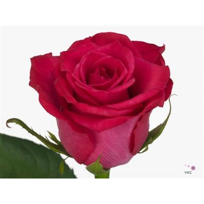 Rosa Gr Layla