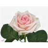 Rosa Gr Lazise