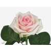 Rosa Gr Lazise