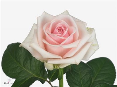 Rosa Gr Lazise
