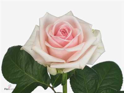 Rosa Gr Lazise