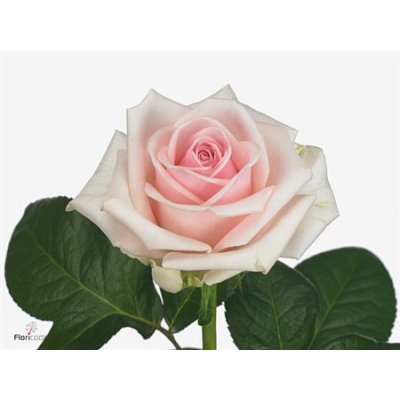 Rosa Gr Lazise