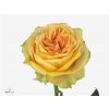 Rosa Gr Lemon Finess