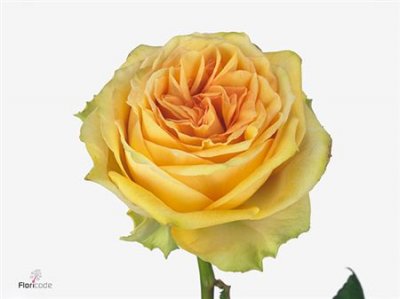 Rosa Gr Lemon Finess