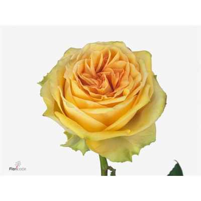 Rosa Gr Lemon Finess