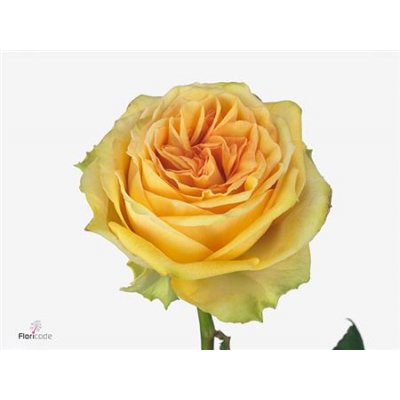 Rosa Gr Lemon Finess