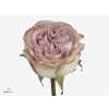 Rosa Gr Lilac Wonder