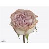 Rosa Gr Lilac Wonder