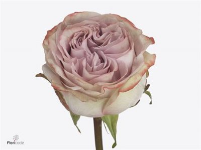 Rosa Gr Lilac Wonder