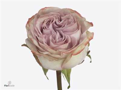 Rosa Gr Lilac Wonder