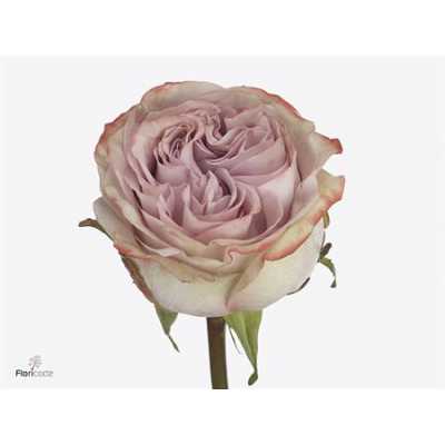 Rosa Gr Lilac Wonder
