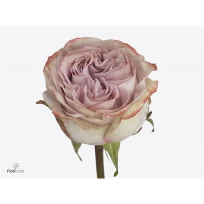 Rosa Gr Lilac Wonder