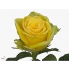 Rosa Gr Limelight
