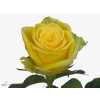 Rosa Gr Limelight