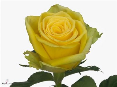 Rosa Gr Limelight