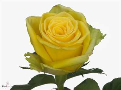 Rosa Gr Limelight
