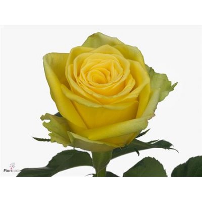Rosa Gr Limelight