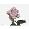 Rosa Gr Love Lace