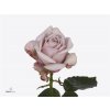 Rosa Gr Love Lace